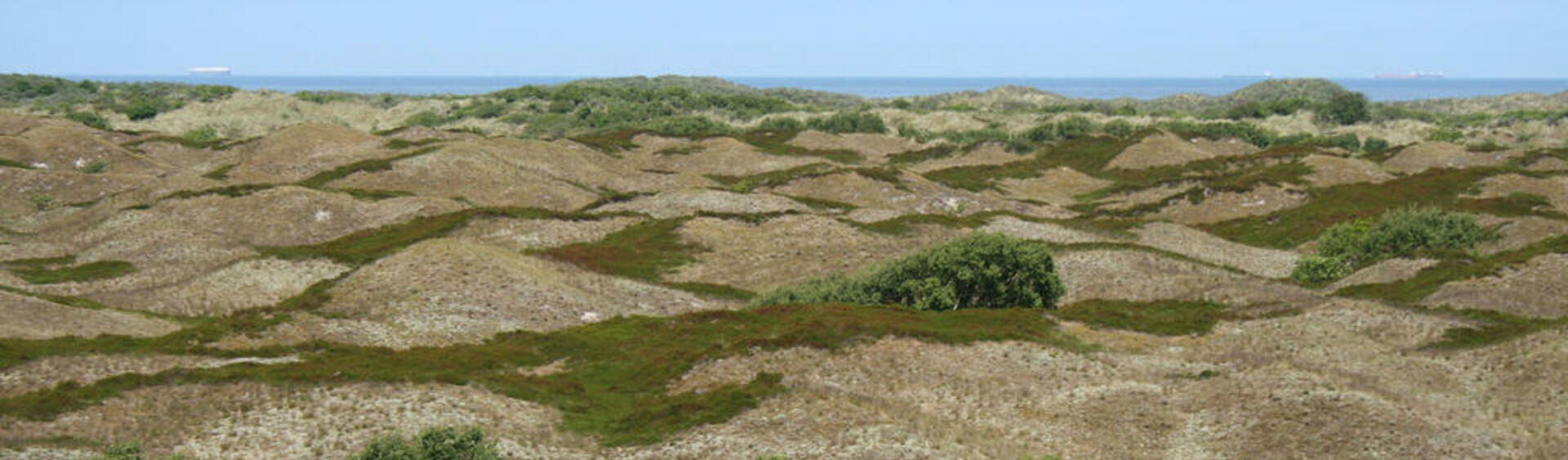 Dune landscape with patches of green vegetation and the sea on the horizon. © Norbert Hecker