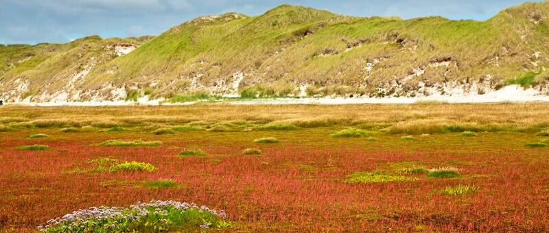 Orange-red salt marsh with dunes in the background. © Martin Stock / LKN-SH.