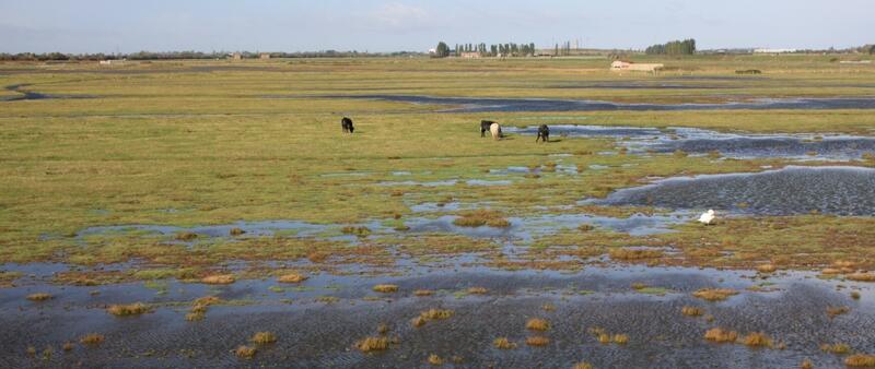 Slightly flooded green salt marshes with grazing cows. © CWSS.