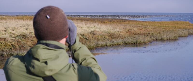 Person with binoculars watching flock of oystercatchers in distant salt marsh. © CWSS/Bostelmann.