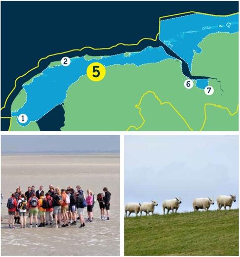 Compilation of a map of the Dutch Wadden Sea and two pictures: group of mudflat hikers on sandbank, herd of sheep on green dyke.